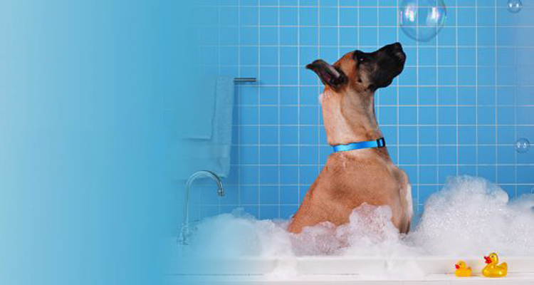 Essential Plumbing Tips For Pet Owners